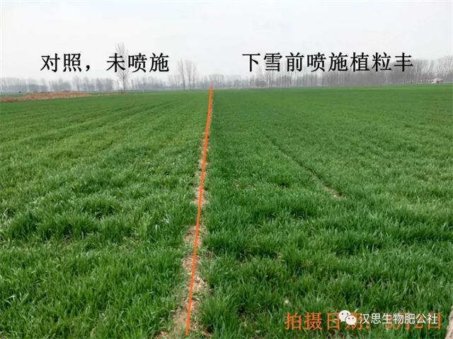 當(dāng)磷酸二氫鉀遇上氨基酸水溶肥，“黃金搭檔”增產(chǎn)很輕松產(chǎn)很輕松