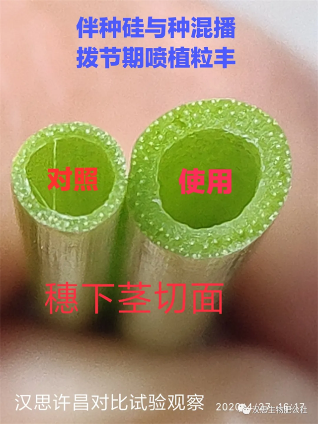 當(dāng)磷酸二氫鉀遇上氨基酸水溶肥，“黃金搭檔”增產(chǎn)很輕松產(chǎn)很輕松