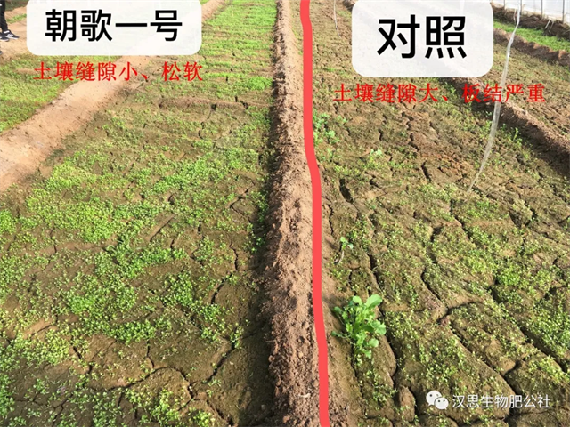 意外驚喜，《朝歌一號(hào)》不光解決西紅柿陰陽(yáng)臉，還能能讓土壤踩上去軟軟的！